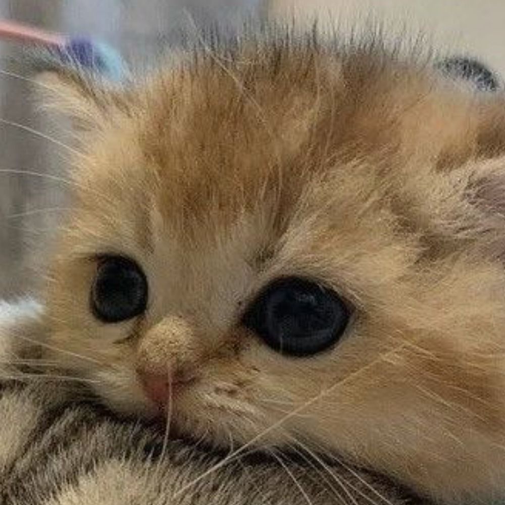 cici