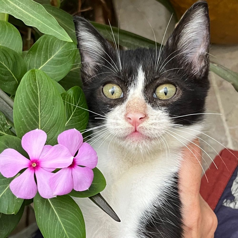 Asmara
