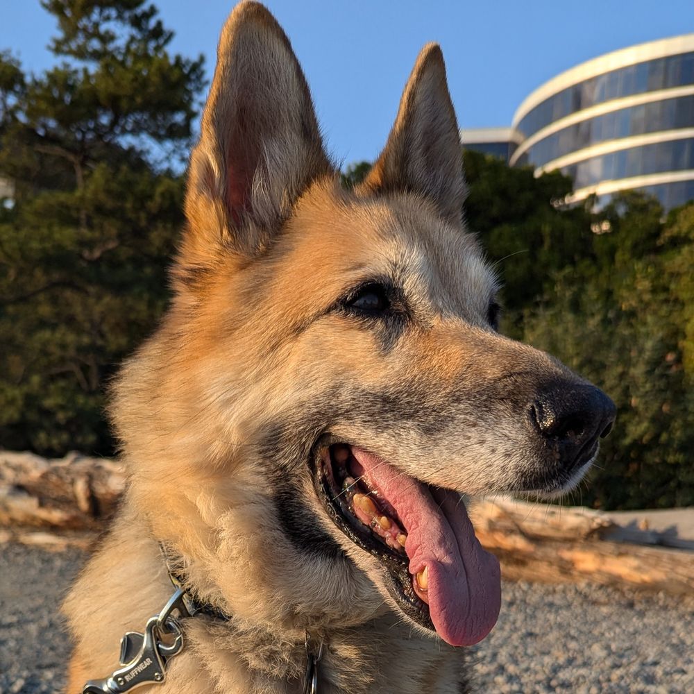 Meta the Dog