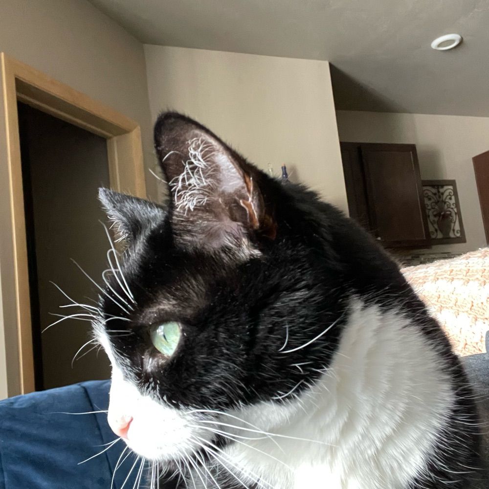 WI to Jersey Girl and back. Childless (pastCat) Lady