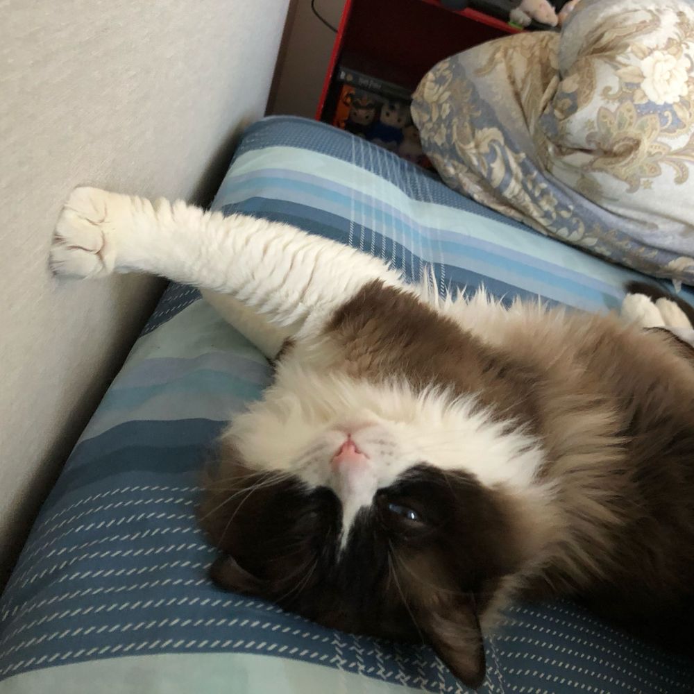 エビニコ