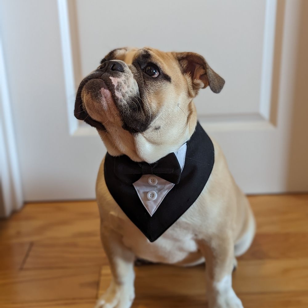 Archie