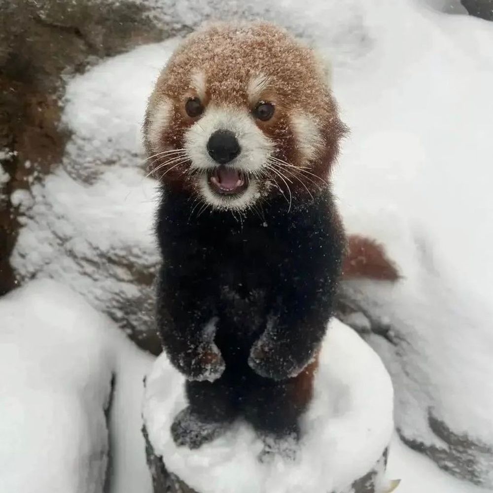 panda ?