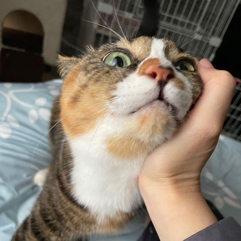 きっちょん