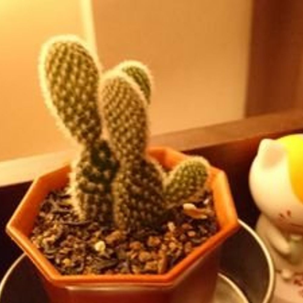 ばやし