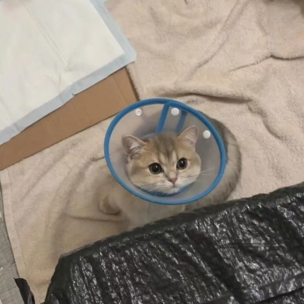 爱吃小丸子