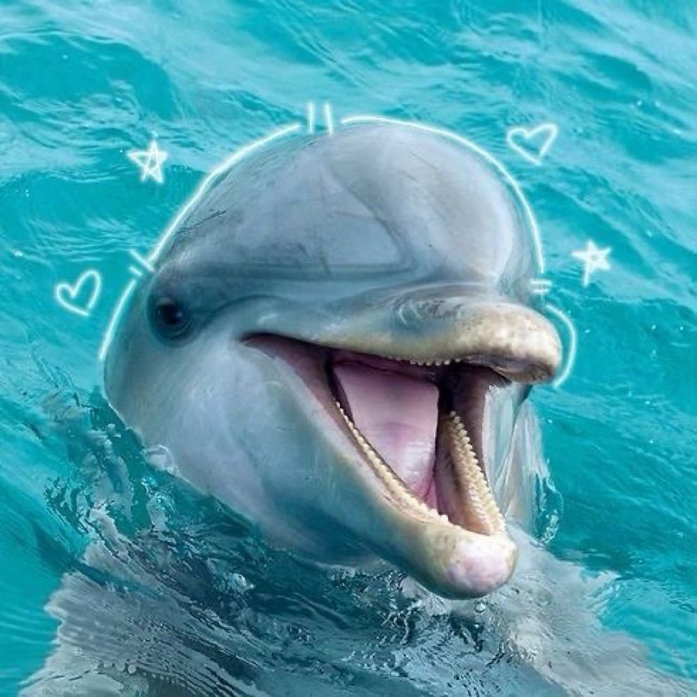Dolphin IDC