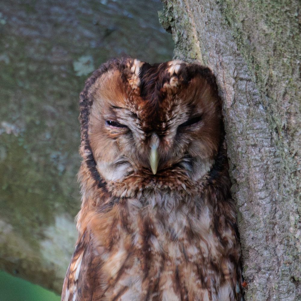 fc_wildlife