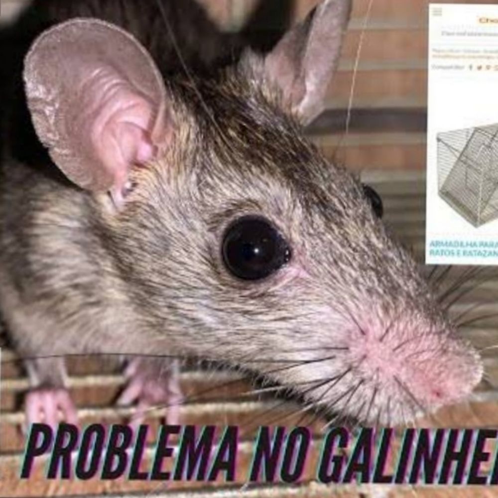 gabiru