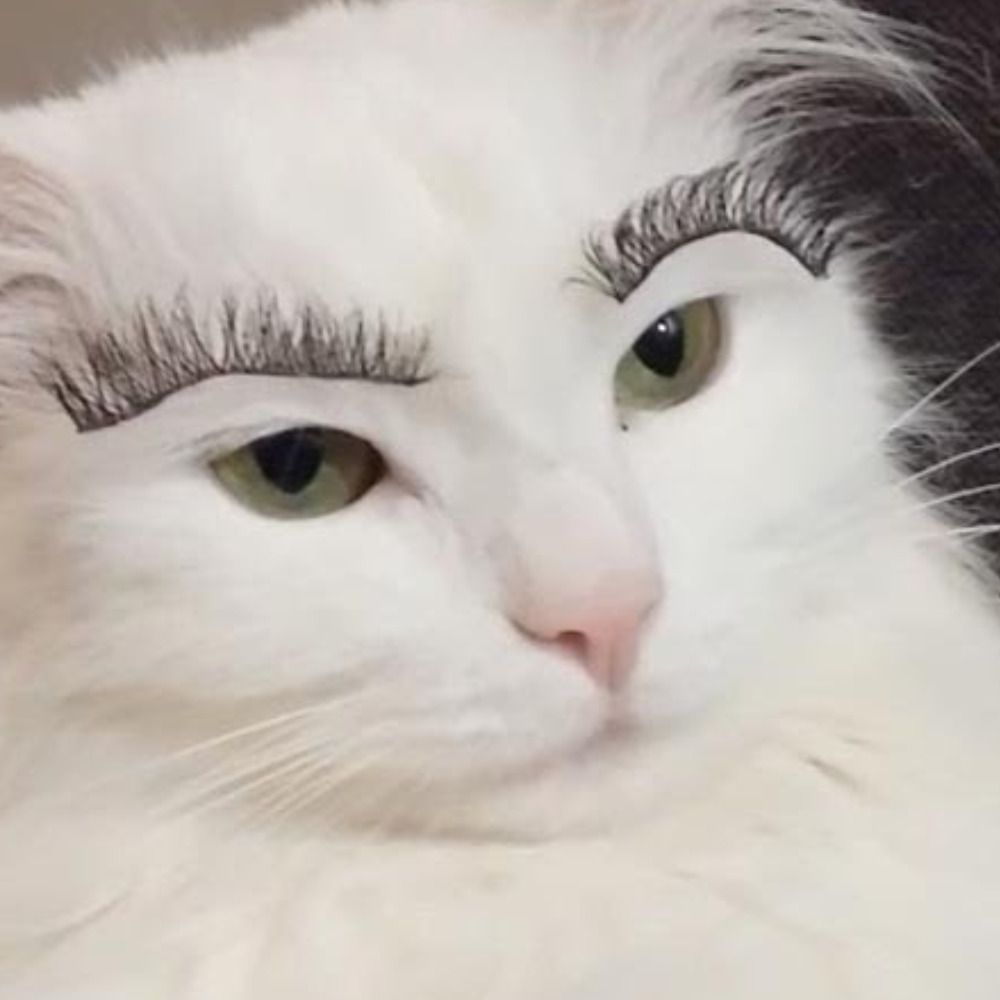 Lovely cat lashes ♿ *chiari awareness*