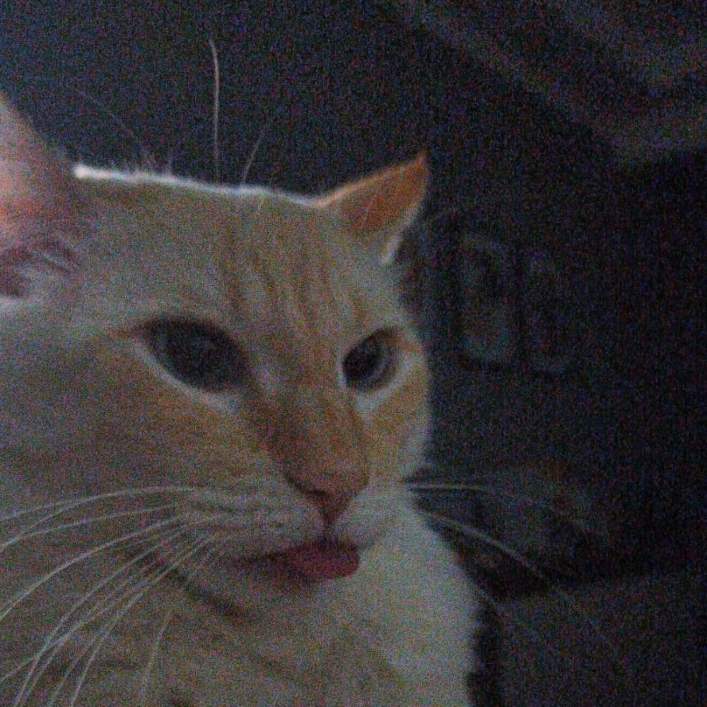 Rafa