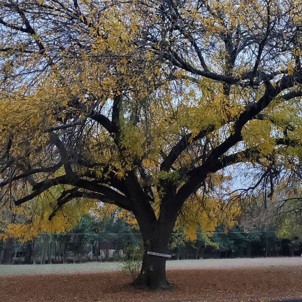 Sibling Tree