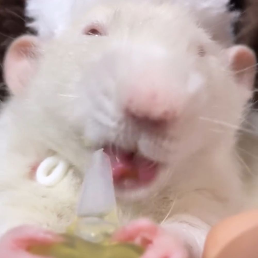 🐁⸒⸒ﾖﾁ