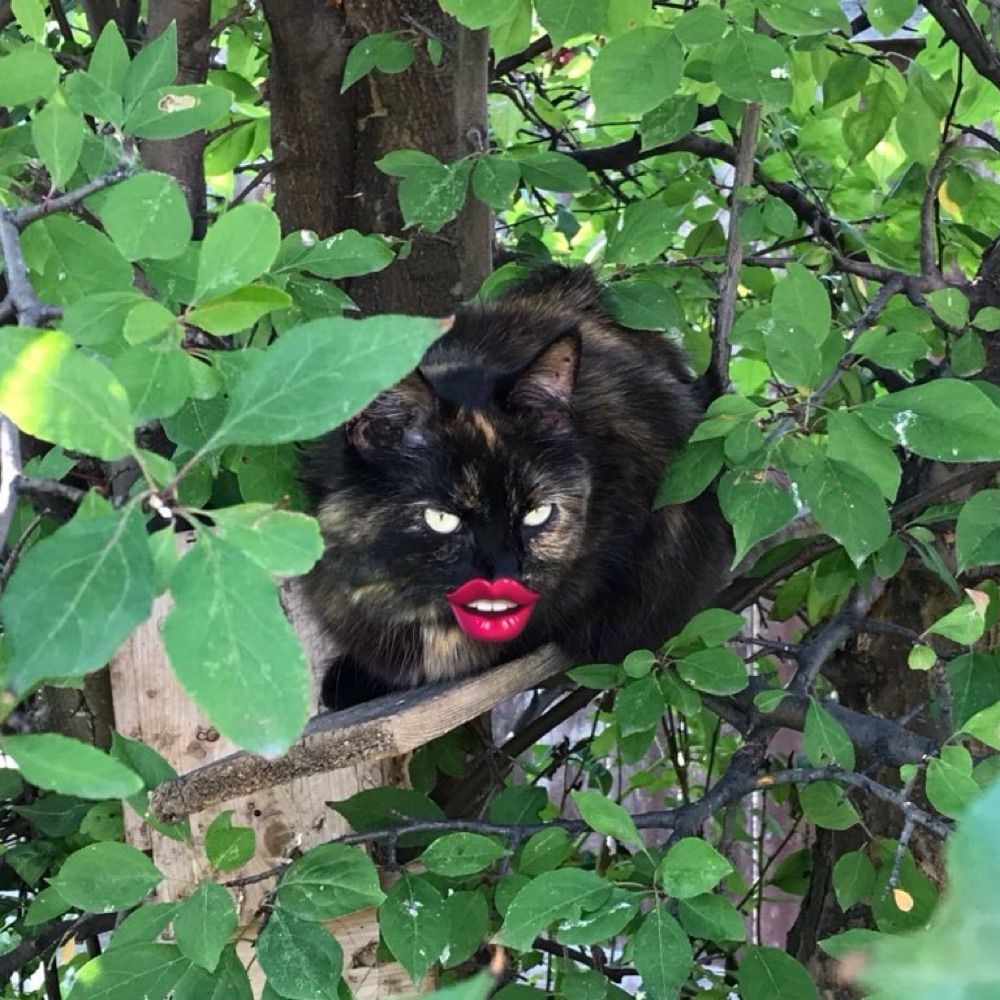 IrritableCatSyndrome