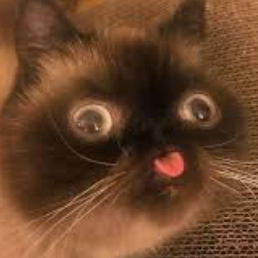yourfavoriteidiot
