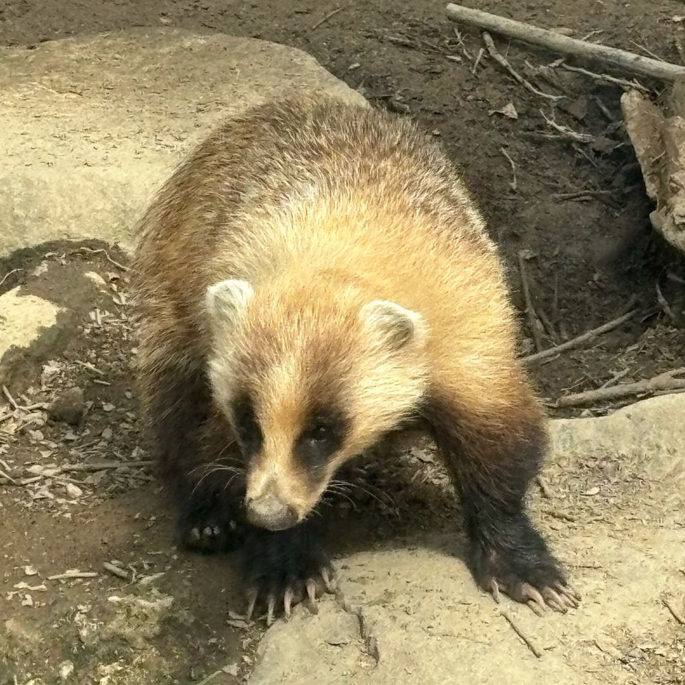 風狐
