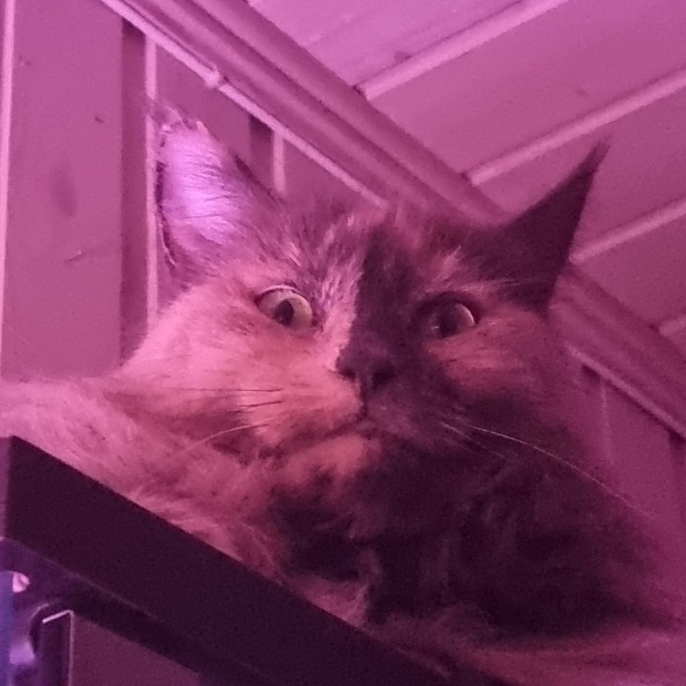 Mira