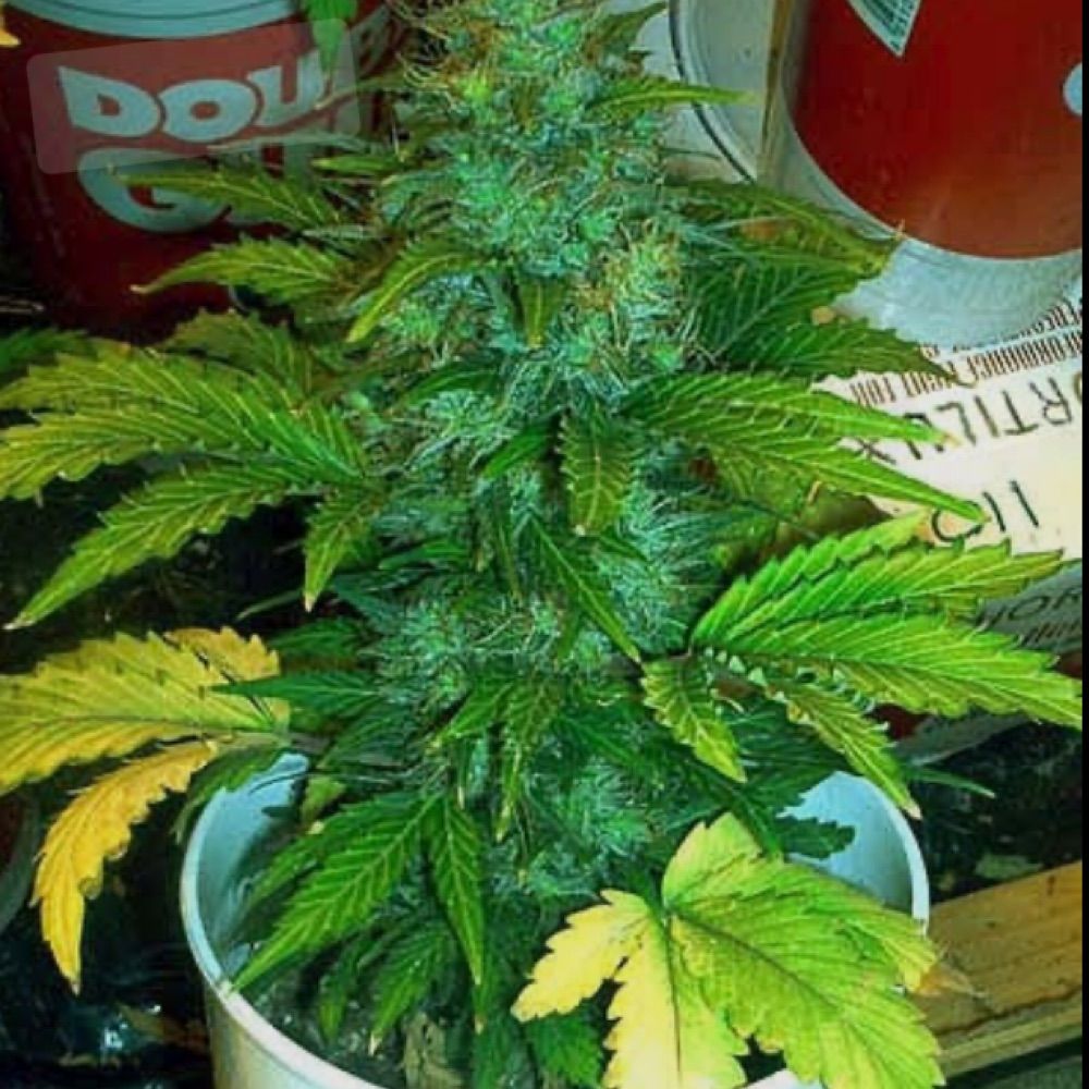 MACONHA RJ 🍁