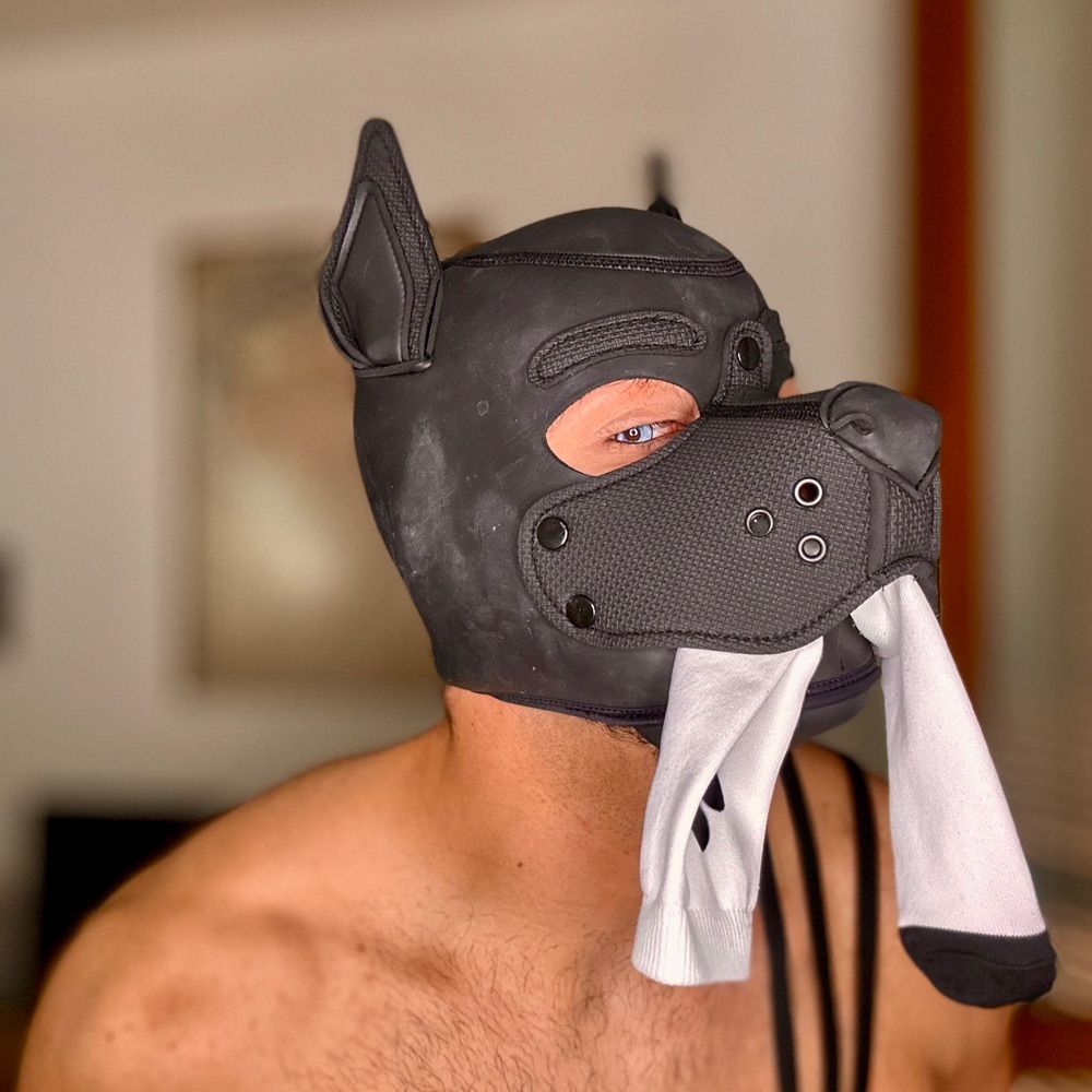 Sagitta The Puppy