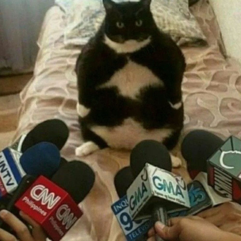 😺🫀