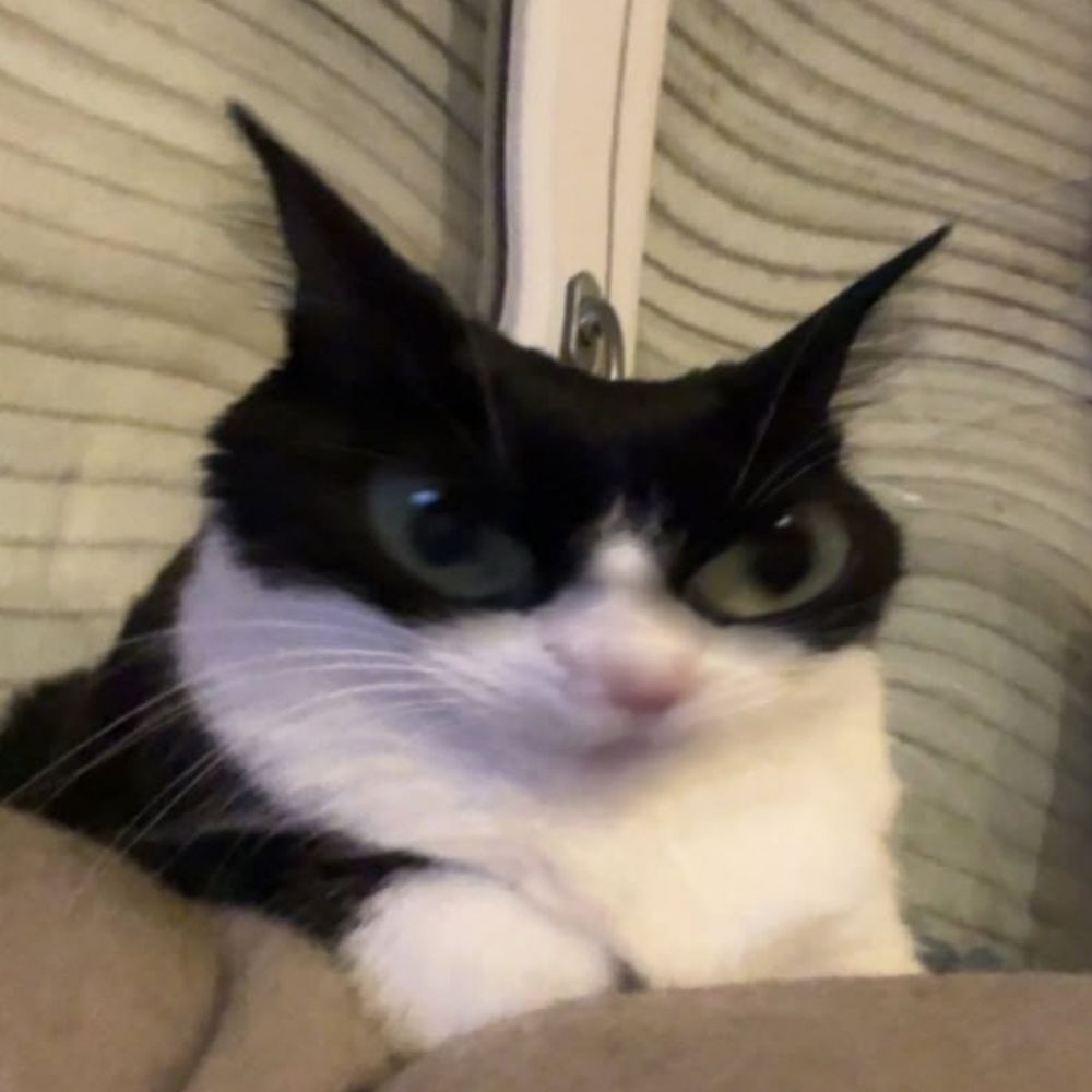 𝕍
