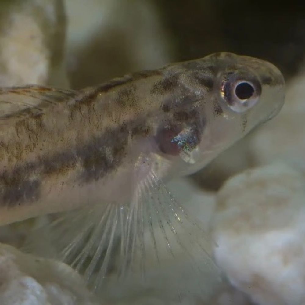 Fountain Darter