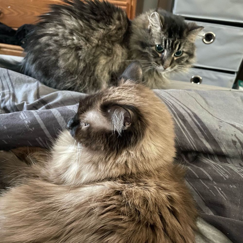 Phyllis and Leia