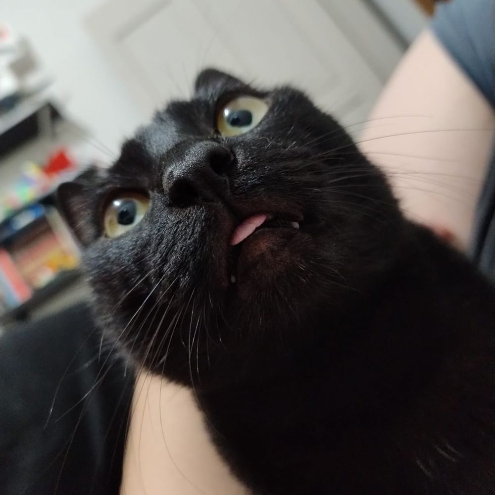 Weirdo Catto