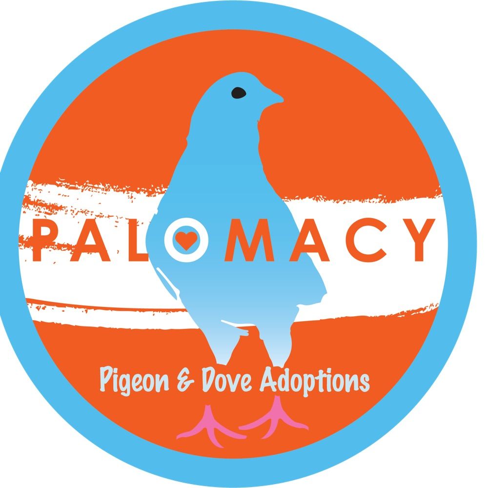 Palomacy Pigeon & Dove Adoptions