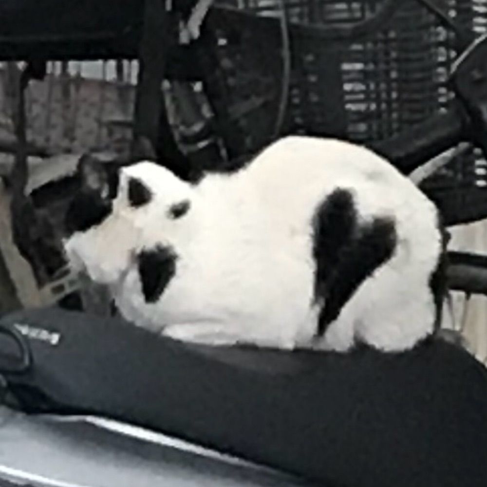 はーとぬこ