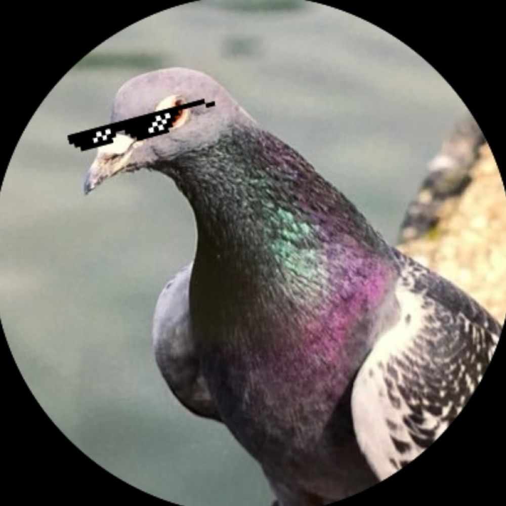 鳩子