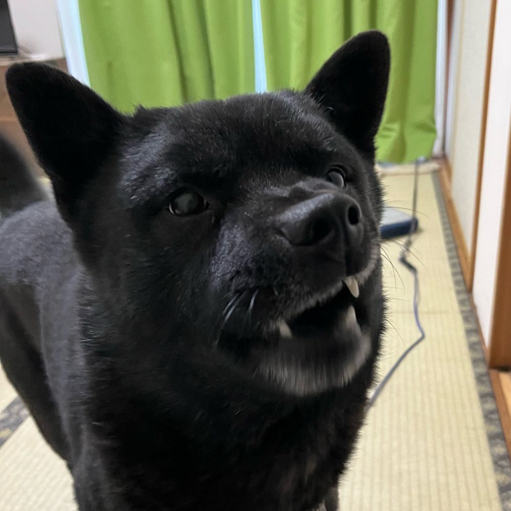 愛＆アラシ　甲斐犬