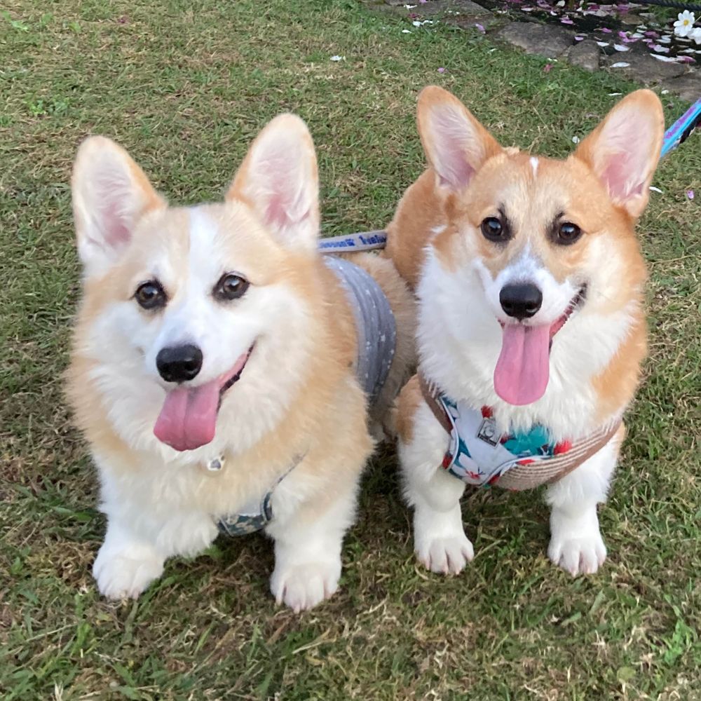 corgi コーギーのきびとふき