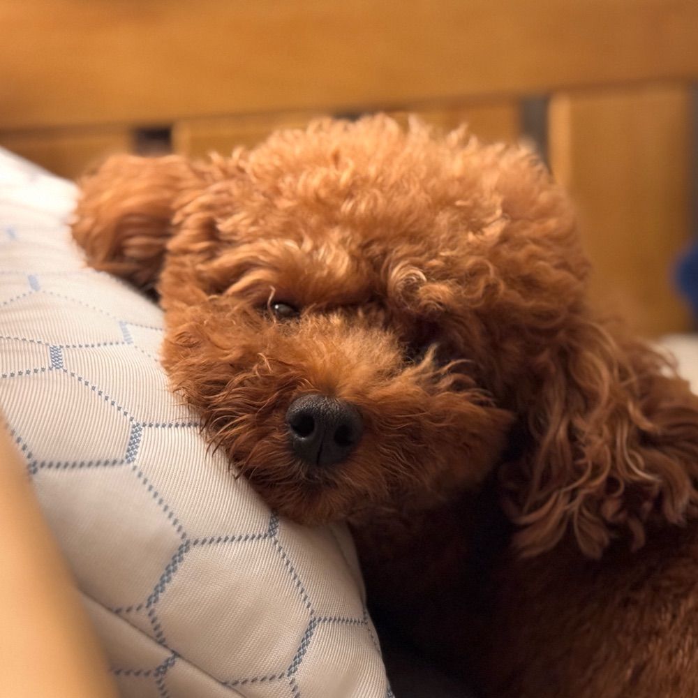 ᵕ᷄≀ ̠˘᷅ ᴀᴄᴇ 휘혈복권