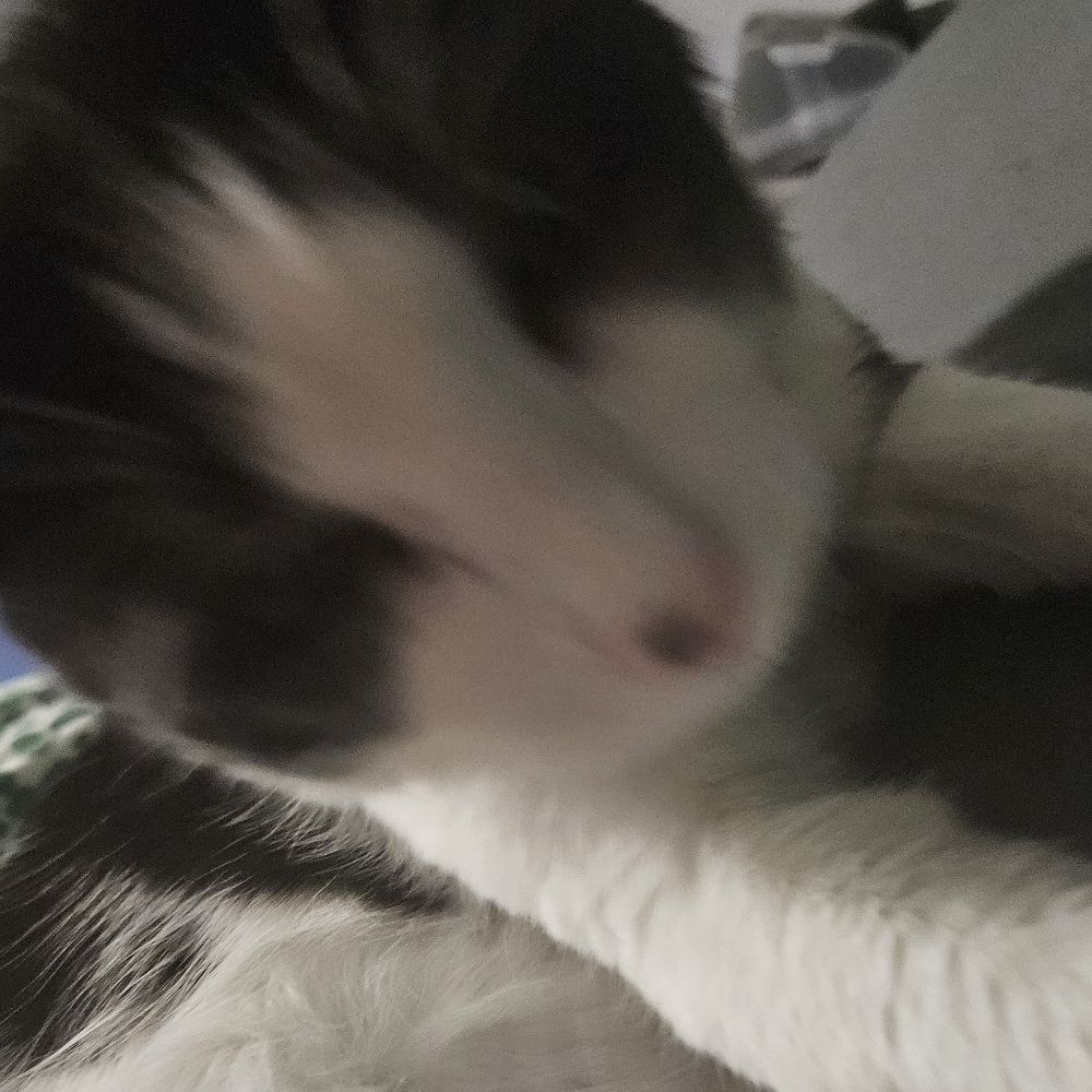 Felid θ𝛥🤝☆⁷