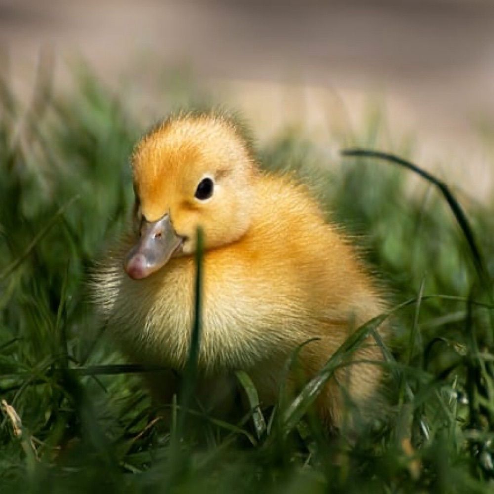 เจ้าชายซุกซน🐥