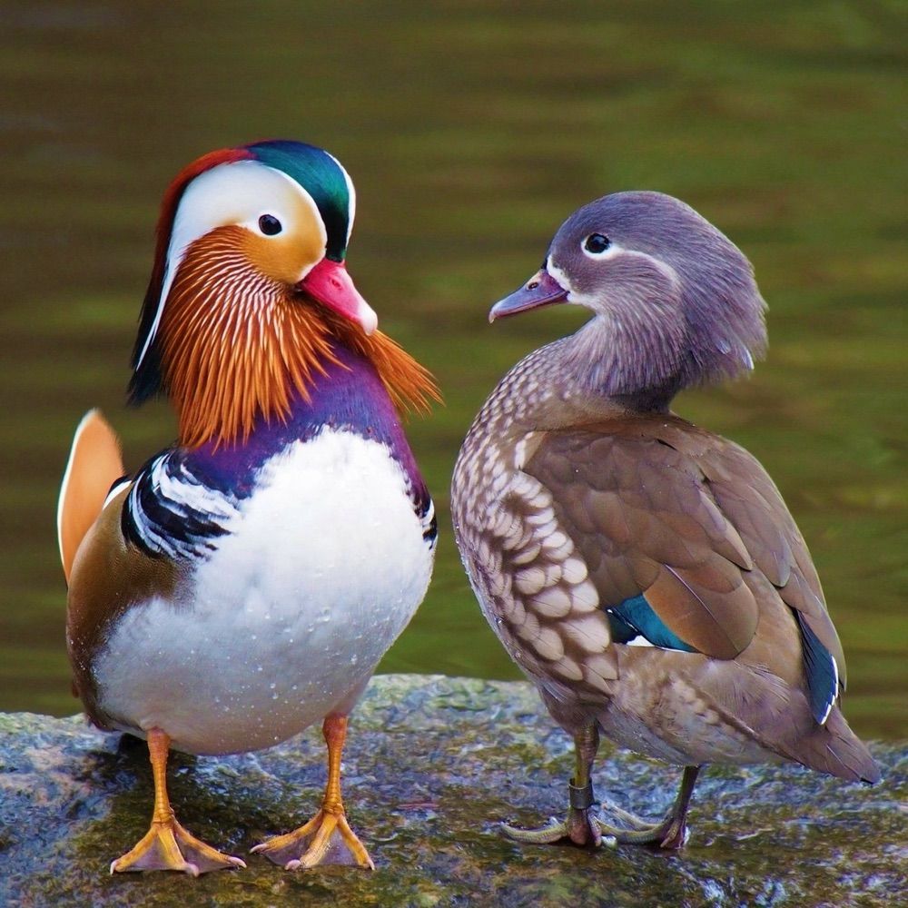 DuckEnthusiast | They/Them
