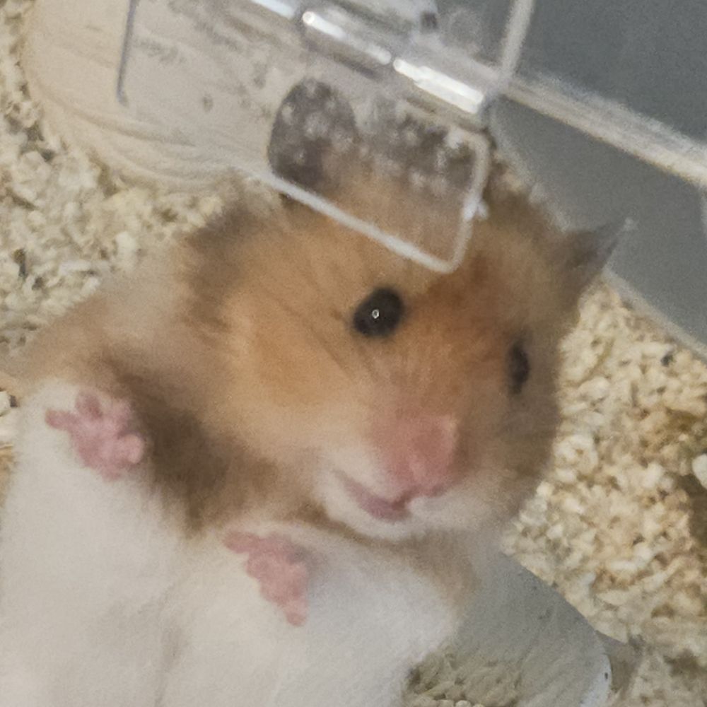 햄고양디