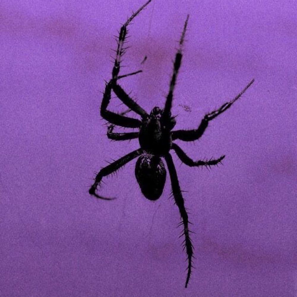 Arachnidz 