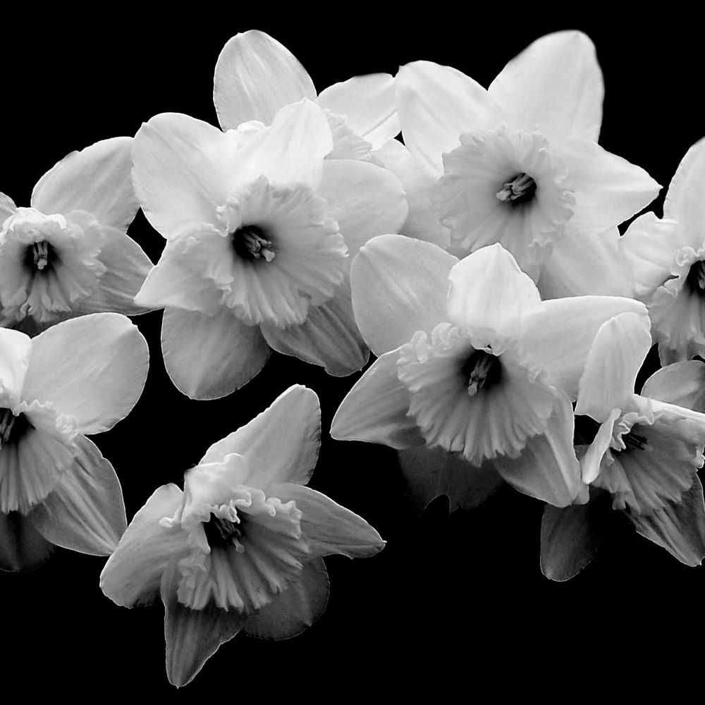 Shawn Eliza Photography