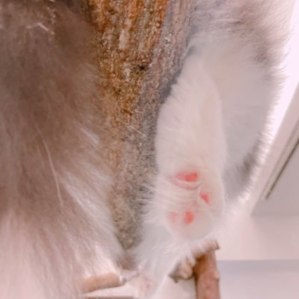 桟とび