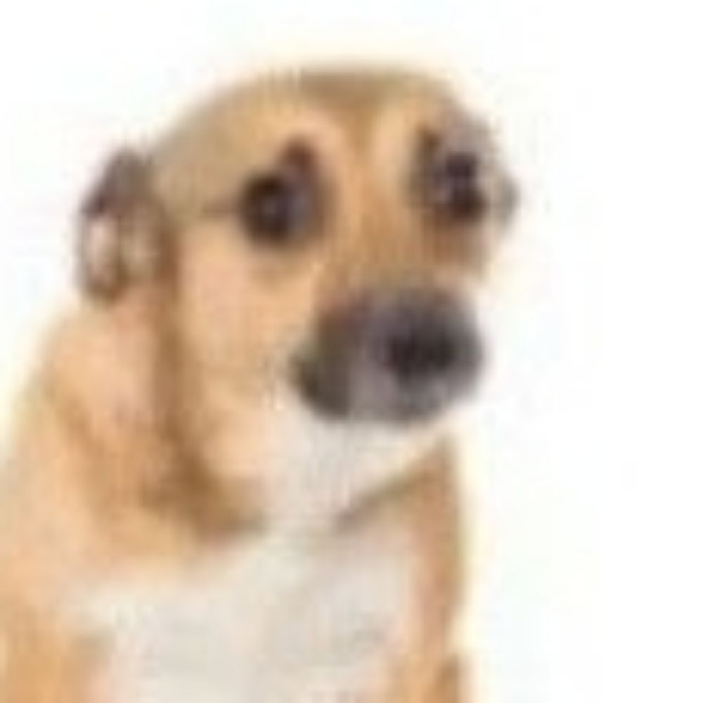 Cachorro Pidão