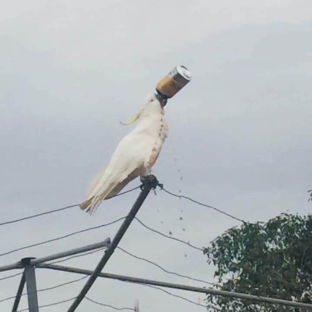 Bird