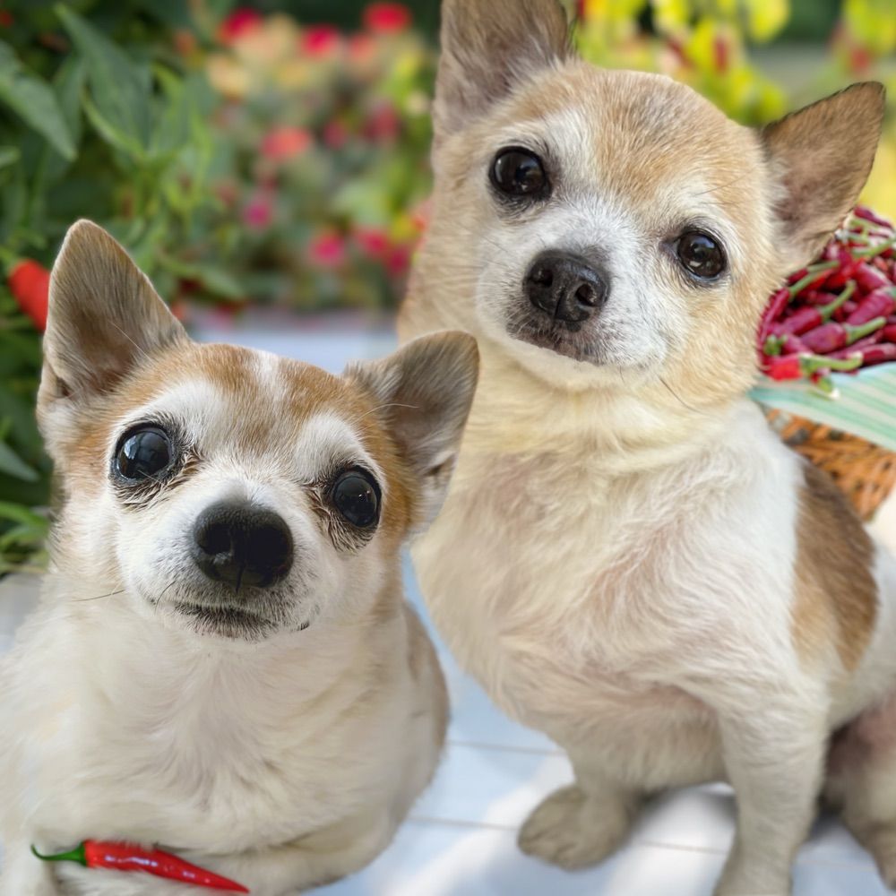 Lil Hobbs & Lil Nacho Supreme