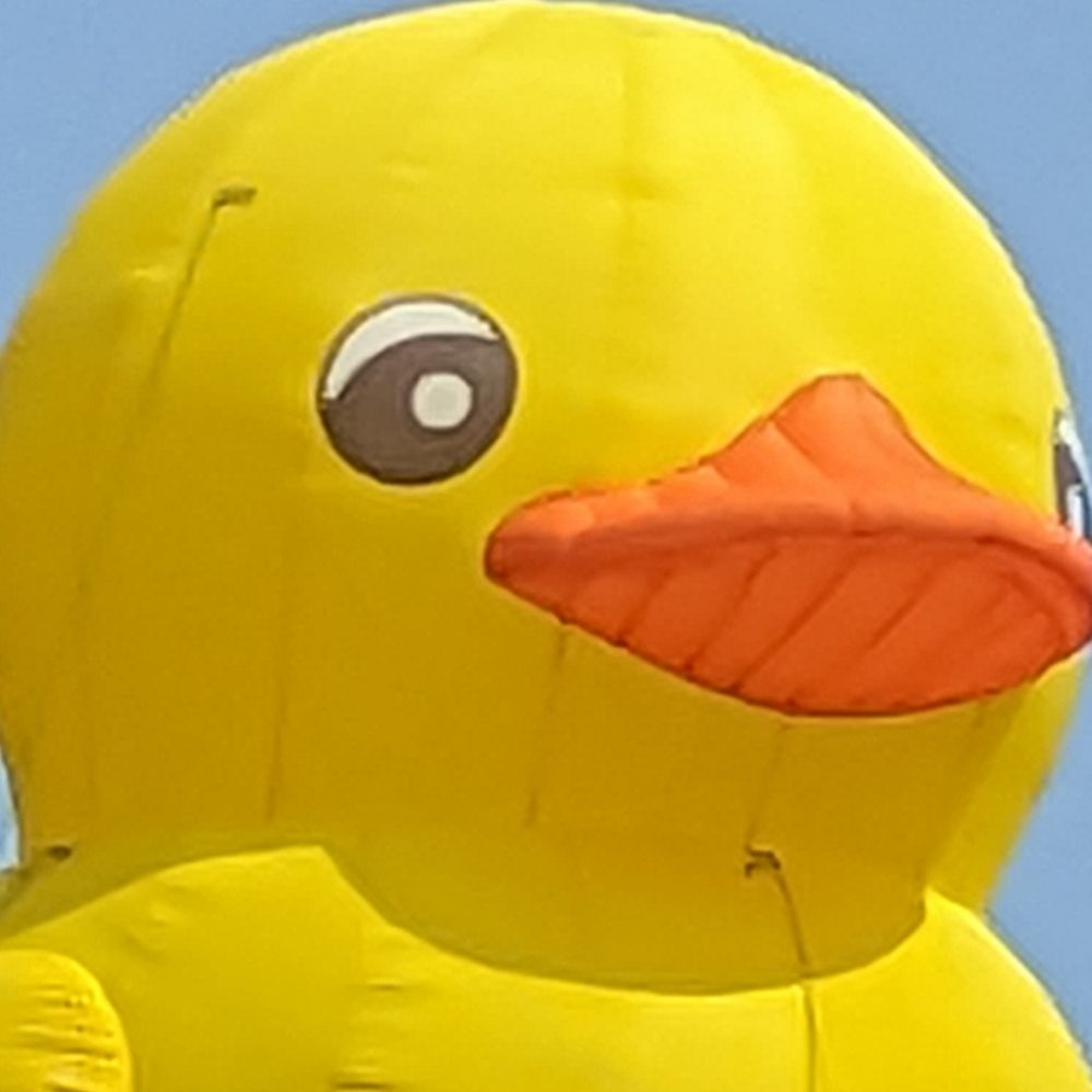 TBirdSoars