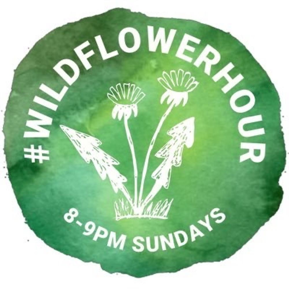 wildflowerhour 's avatar