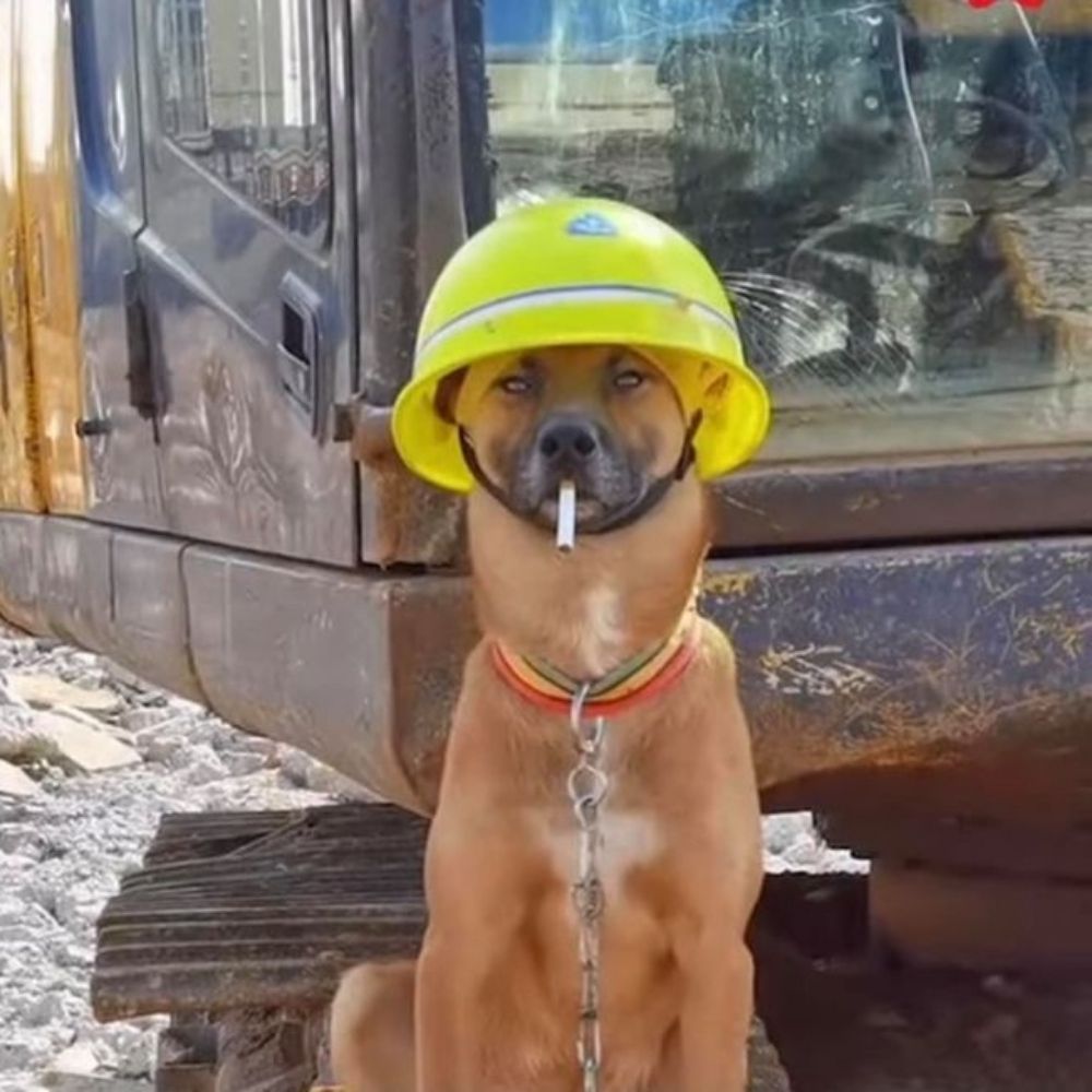 BOB