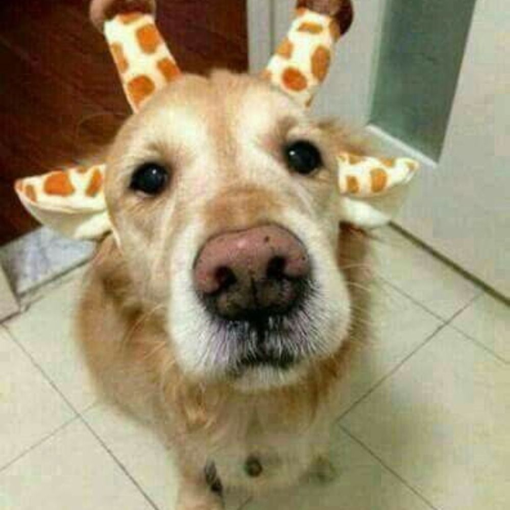 jirafona