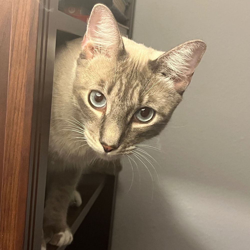 Maria 🐈