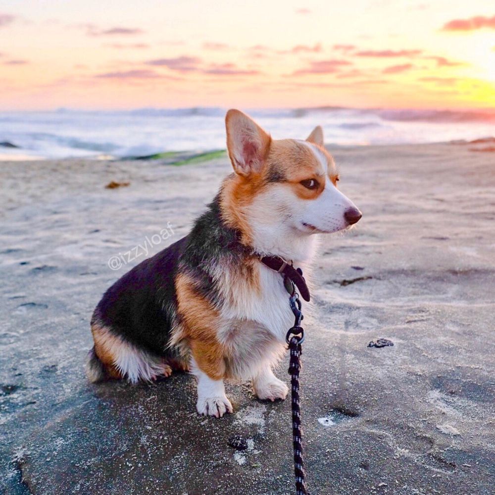 The Judgy Corgi